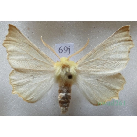 Ennomos alniaria (Linnaeus, 1758) male Latalec olszyniak Czech69j